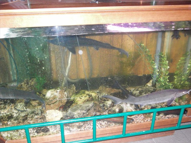 Minsk_67